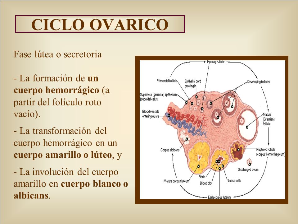 ovario yard bird espécimen dorado hemorragico